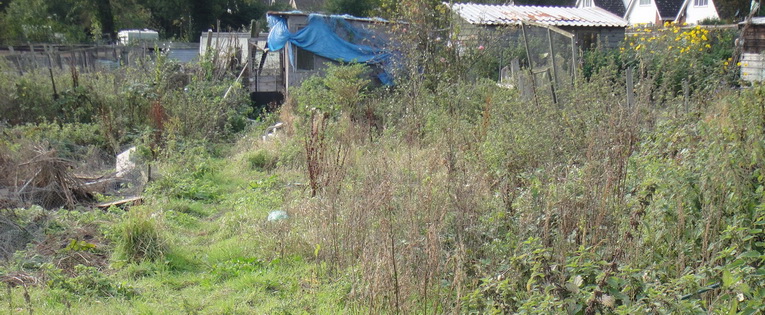 ogorod